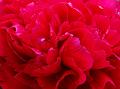 2013-0520-1440_Peony_15.3C